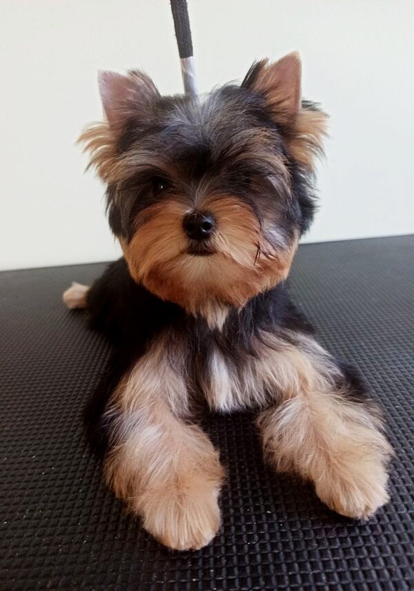 Richard Yorkshire Terrier Richard Yorkshire Terrier