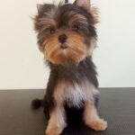 Rihanna-female-Yorkshire-Terrier-puppy-for-sale-1
