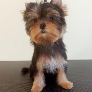 Rihanna Yorkshire Terrier Rihanna Yorkshire Terrier