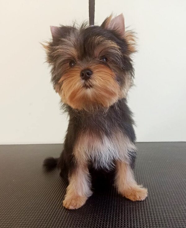 Rihanna Yorkshire Terrier Rihanna Yorkshire Terrier