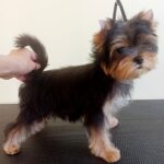 Rihanna-female-Yorkshire-Terrier-puppy-for-sale-2