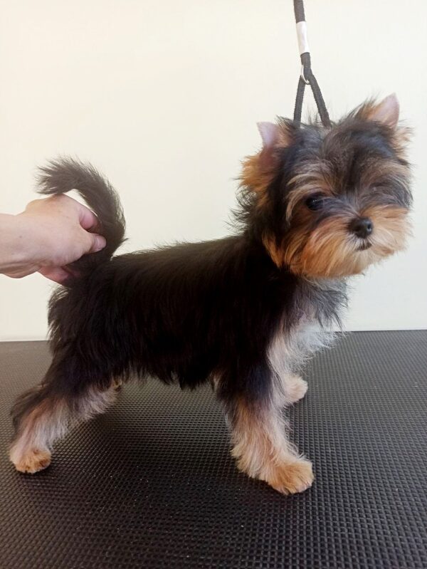 Rihanna Yorkshire Terrier Rihanna Yorkshire Terrier