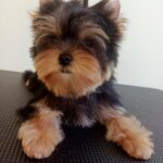 Rihanna-female-Yorkshire-Terrier-puppy-for-sale-3