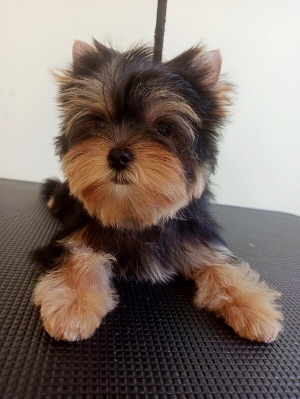 Rihanna Yorkshire Terrier Rihanna Yorkshire Terrier