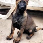 Rinsa-female-German-Shephard-puppy-for-sale-1