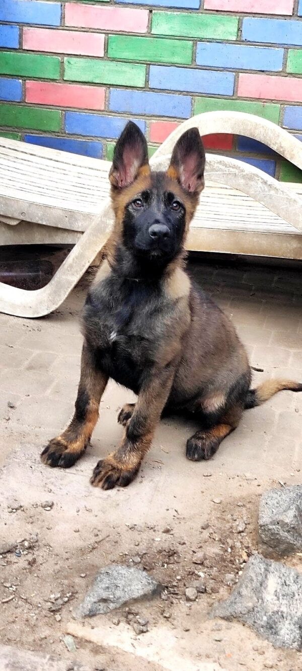 Rinsa German Shepherd Rinsa German Shepherd