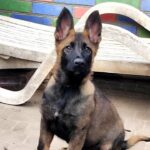 Rinsa-female-German-Shephard-puppy-for-sale-2