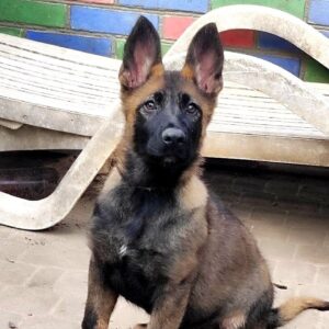 Rinsa German Shepherd Rinsa German Shepherd