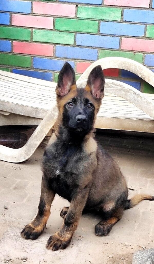 Rinsa German Shepherd Rinsa German Shepherd