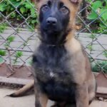 Rinsa-female-German-Shephard-puppy-for-sale-3