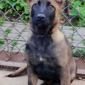 Rinsa German Shepherd Rinsa German Shepherd