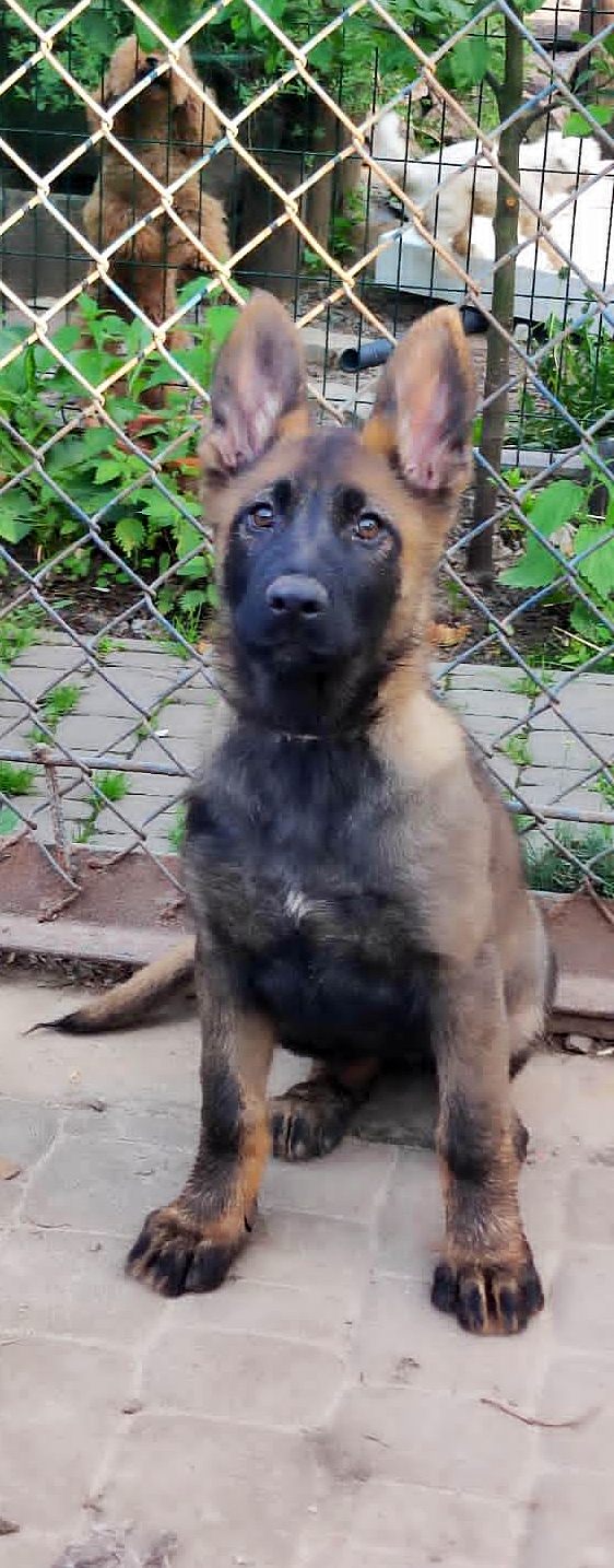 Rinsa German Shepherd Rinsa German Shepherd