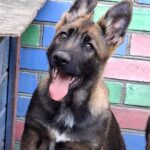Rissa-female-German-Shephard-puppy-for-sale-2
