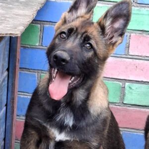 Rissa German Shepherd Rissa German Shepherd