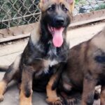 Rissa-female-German-Shephard-puppy-for-sale-3