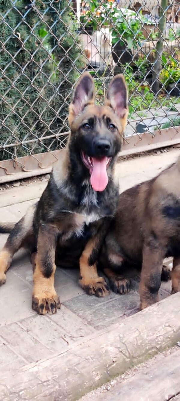 Rissa German Shepherd Rissa German Shepherd