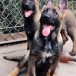 Rissa-female-German-Shephard-puppy-for-sale-4
