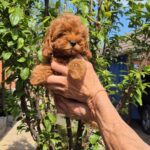 Ritsa-female-Maltipoo-puppy-for-sale-1