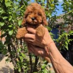 Ritsa-female-Maltipoo-puppy-for-sale-2
