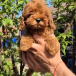 Ritsa-female-Maltipoo-puppy-for-sale-3