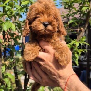 Ritsa Maltipoo Ritsa Maltipoo