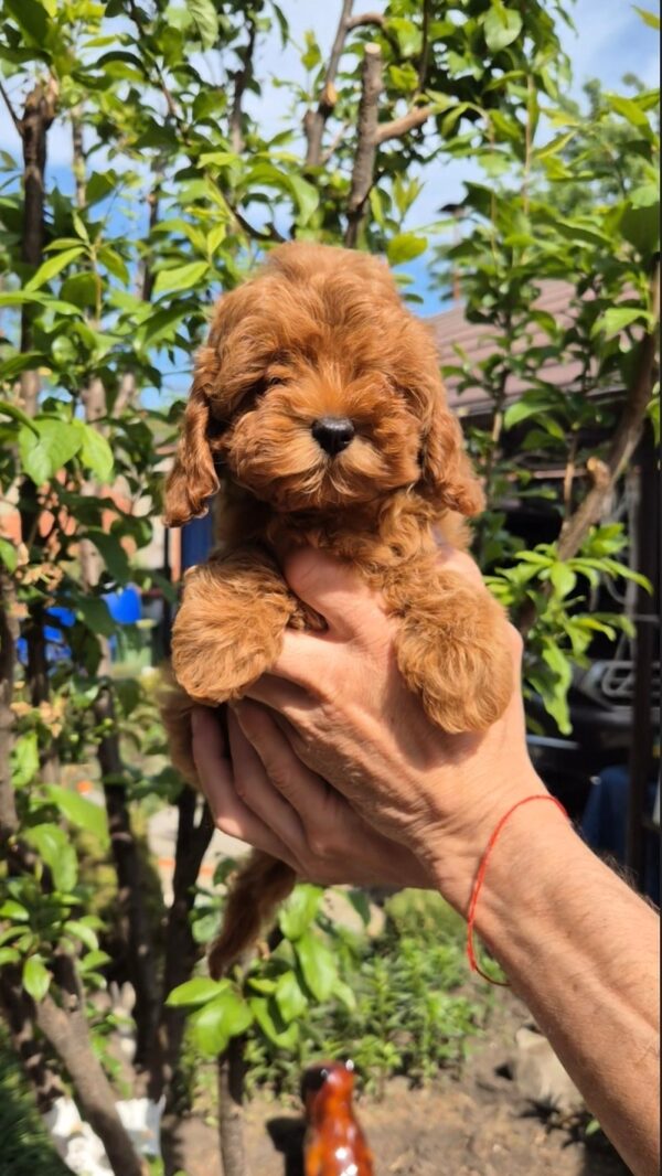 Ritsa Maltipoo Ritsa Maltipoo