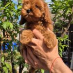 Ritsa-female-Maltipoo-puppy-for-sale-4