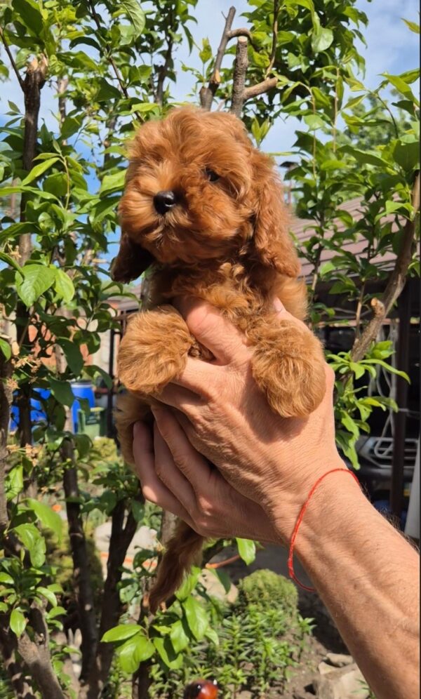 Ritsa Maltipoo Ritsa Maltipoo