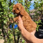 Ritsa-female-Maltipoo-puppy-for-sale-5