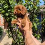 Rosalie-female-Maltipoo-puppy-for-sale-1