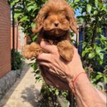 Rosalie-female-Maltipoo-puppy-for-sale-2