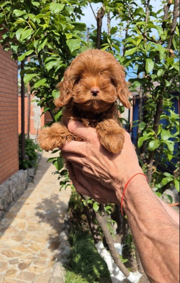 Rosalie Maltipoo Rosalie Maltipoo