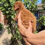 Rosalie-female-Maltipoo-puppy-for-sale-3