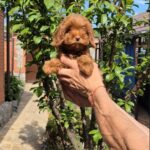 Rosalie-female-Maltipoo-puppy-for-sale-4
