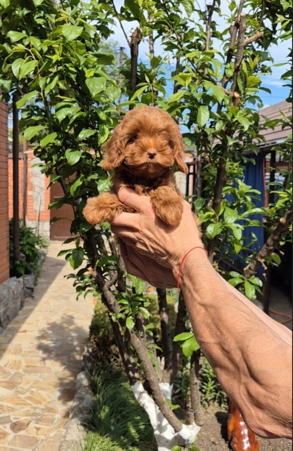 Rosalie Maltipoo Rosalie Maltipoo