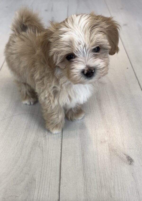 Rosco Maltipoo Rosco Maltipoo