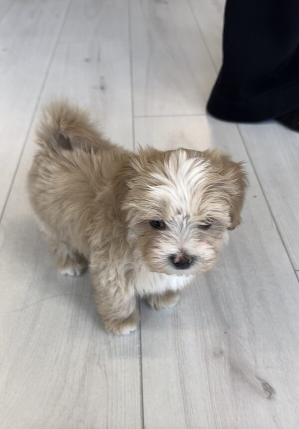 Rosco Maltipoo Rosco Maltipoo