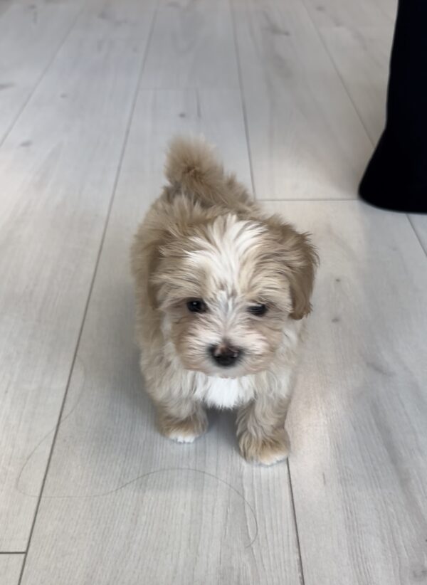Rosco Maltipoo Rosco Maltipoo