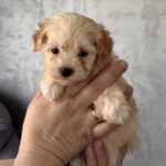 Rosie-female-Maltipoo-puppy-for-sale-1