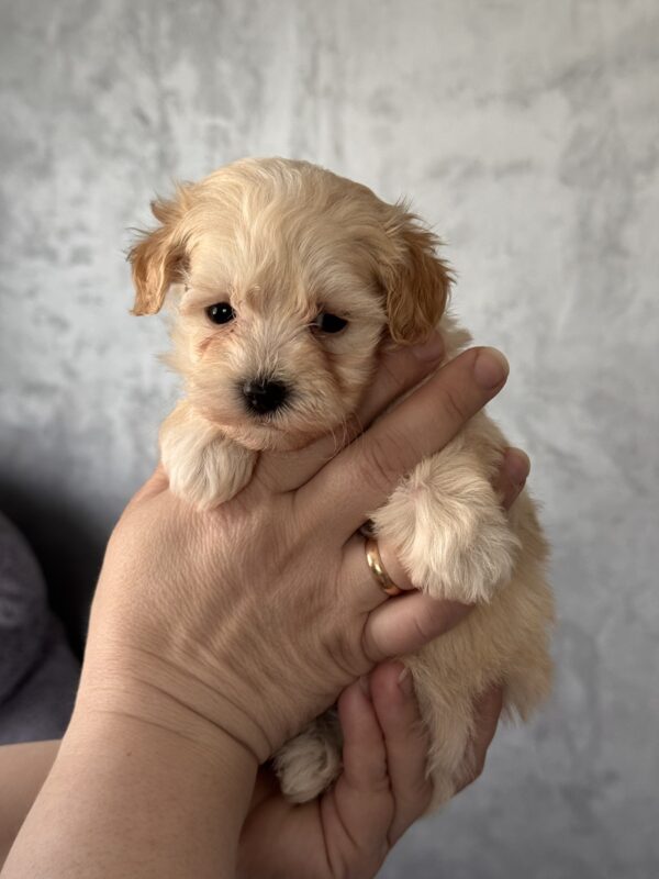 Rosie Maltipoo Rosie Maltipoo