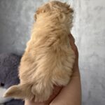Rosie-female-Maltipoo-puppy-for-sale-2