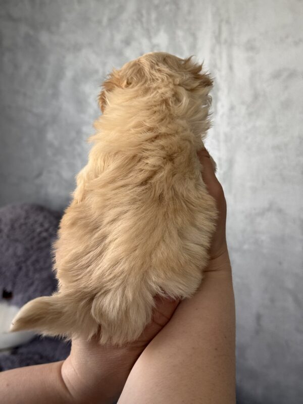 Rosie Maltipoo Rosie Maltipoo
