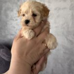 Rosie-female-Maltipoo-puppy-for-sale-3