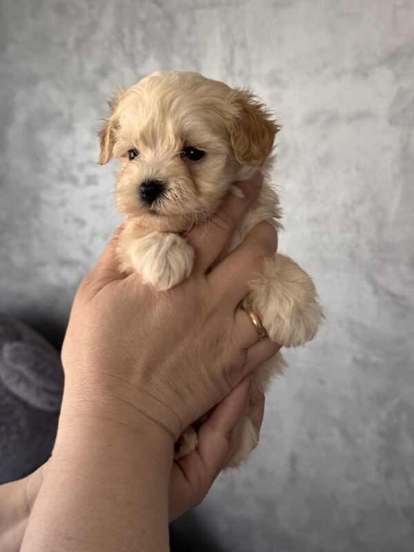 Rosie Maltipoo Rosie Maltipoo