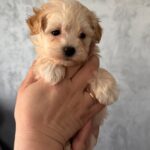 Rosie-female-Maltipoo-puppy-for-sale-4
