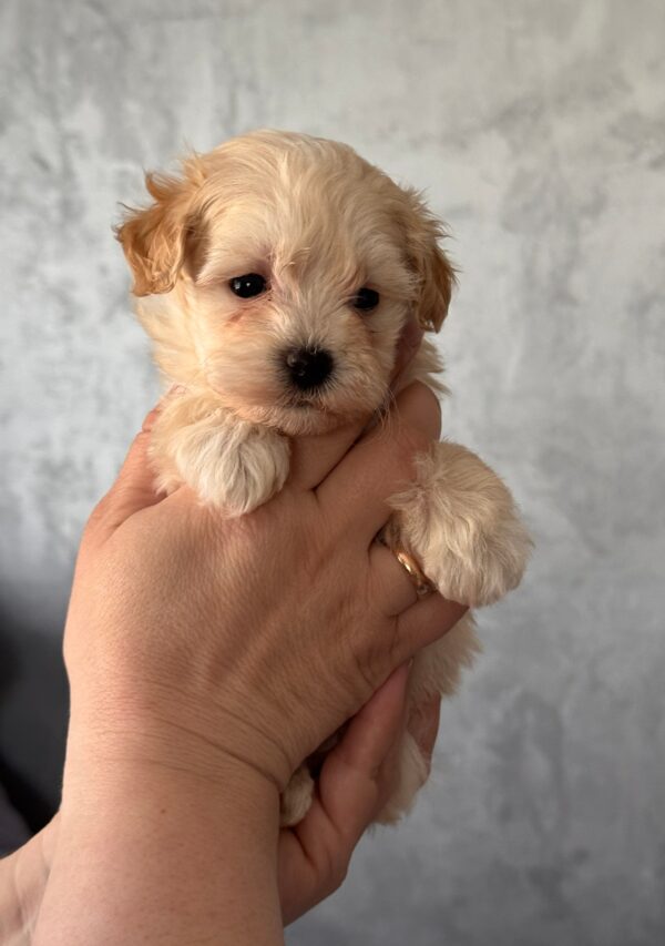 Rosie Maltipoo Rosie Maltipoo