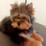Roxi-female-Yorkshire-Terrier-puppy-for-sale-1