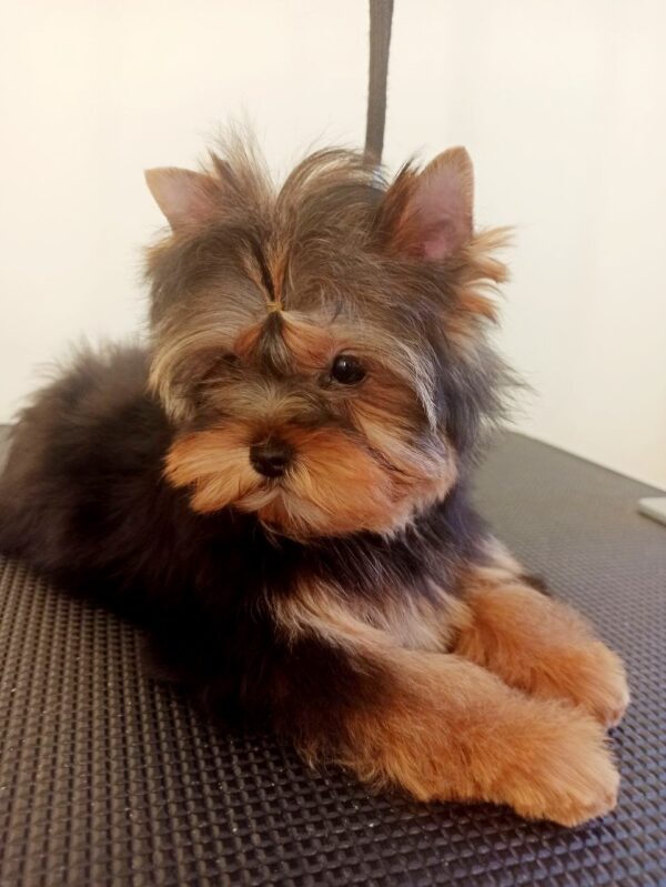 Roxi Yorkshire Terrier Roxi Yorkshire Terrier