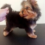 Roxi-female-Yorkshire-Terrier-puppy-for-sale-2