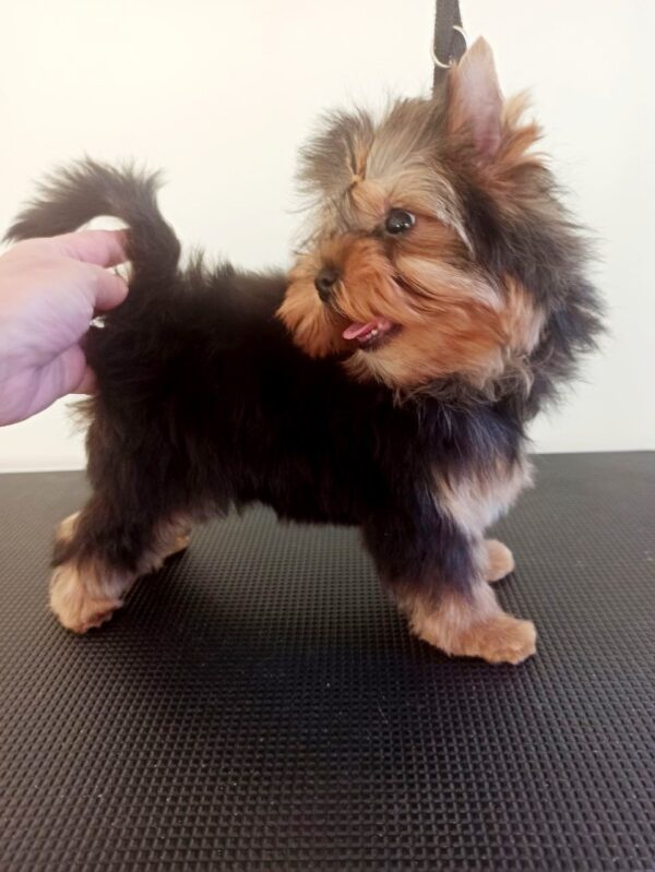 Roxi Yorkshire Terrier Roxi Yorkshire Terrier